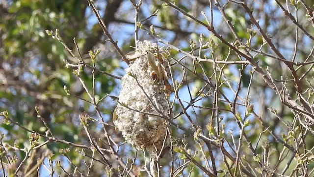 Bushtit (melanotis Group) - ML201607701