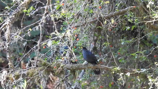 Blue Mockingbird - ML201607711