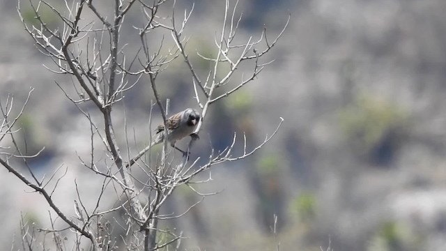 Bruant à menton noir - ML201607721