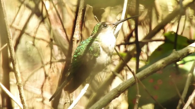 Colibrí Ruiseñor - ML201607731