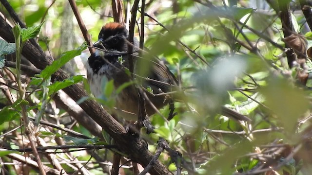 Collared Towhee - ML201607741