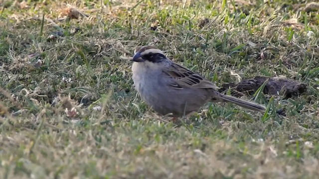 Chingolo Rayado - ML201607751