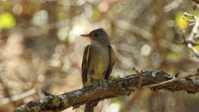 Mexikoschnäppertyrann - ML201607831