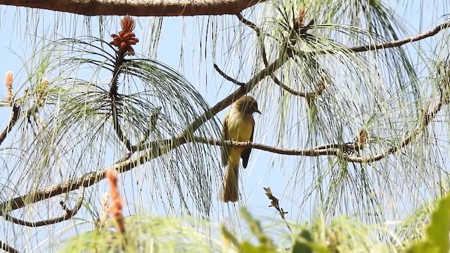 Greenish Elaenia (West Mexico) - ML201607841