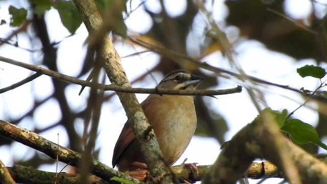 Rusty Sparrow - ML201607941