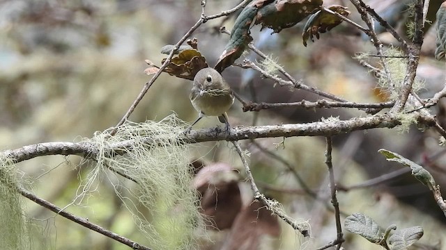 Hutton's Vireo (Interior) - ML201607961