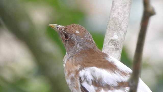 Clay-colored Thrush - ML201607981