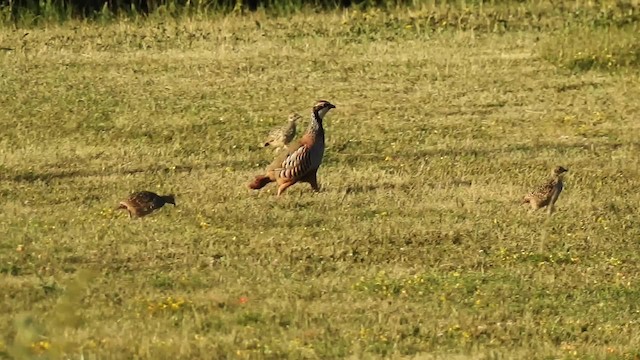 Red-legged Partridge - ML201607991