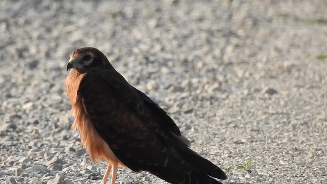 Montagu's Harrier - ML201608001