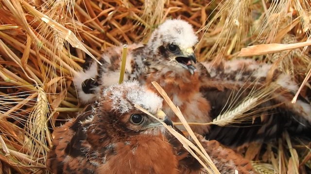 Montagu's Harrier - ML201608021