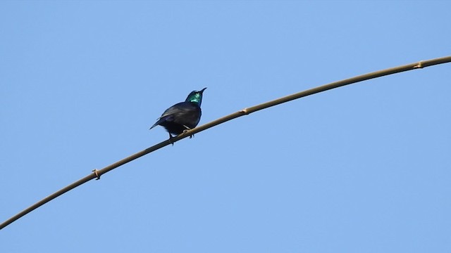 Pemba Sunbird - ML201608101