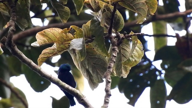 Pemba Sunbird - ML201608111