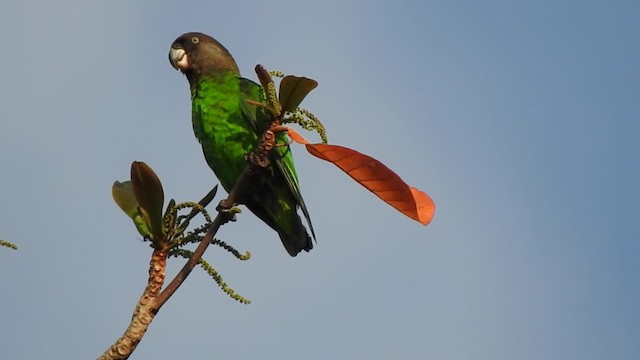 papoušek hnědohlavý - ML201608131