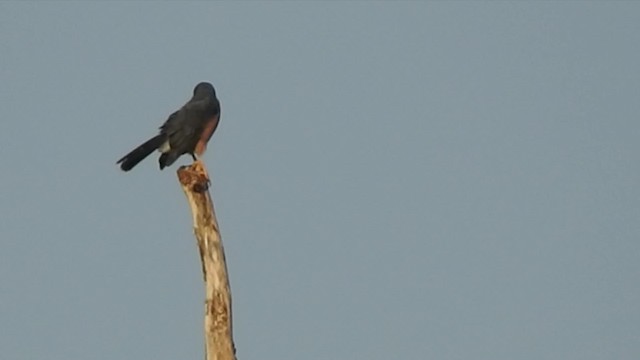 African Goshawk (Pemba) - ML201608151