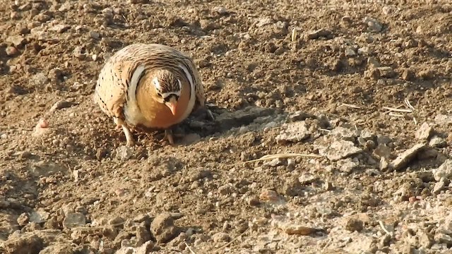 Black-faced Sandgrouse - ML201608171