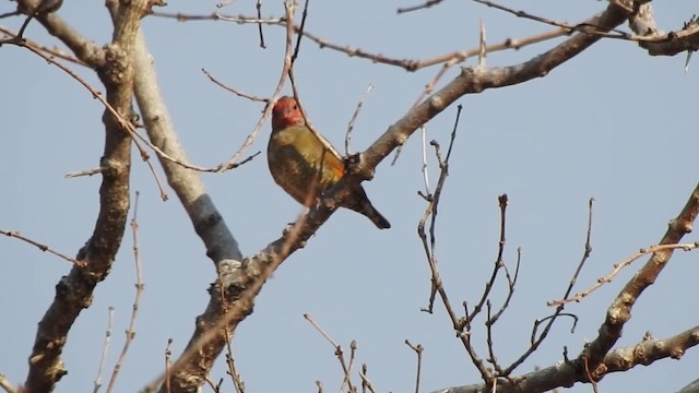 Green-winged Pytilia - ML201608191