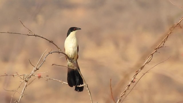 Coucal du Sénégal - ML201608201