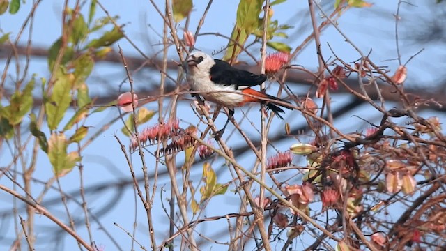 White-headed Buffalo-Weaver - ML201608211