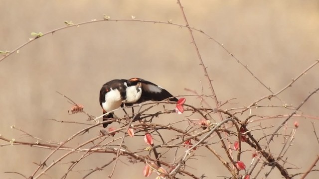 White-headed Buffalo-Weaver - ML201608221