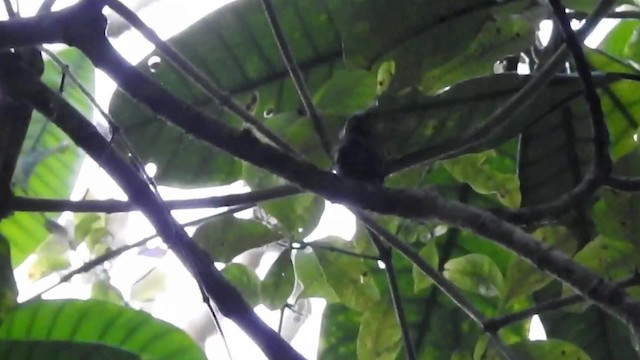 Rufous-winged Sunbird - ML201608281