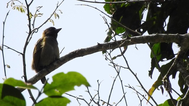 Green Barbet (Howell's) - ML201608291