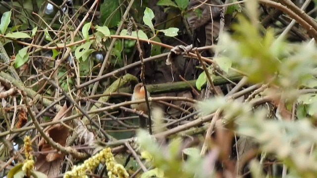 Brown-headed Apalis - ML201608311