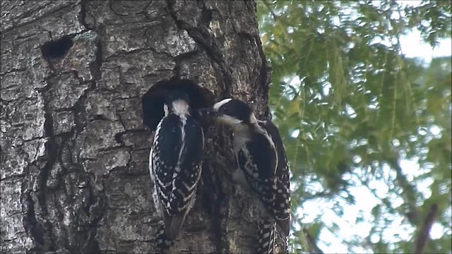 White-fronted Woodpecker - ML201608331