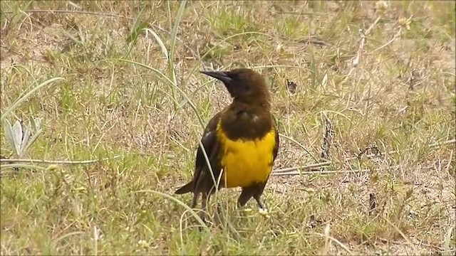 Brown-and-yellow Marshbird - ML201608341