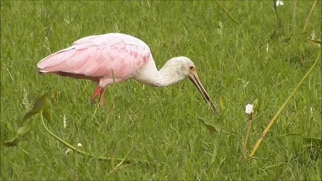 Roseate Spoonbill - ML201608361