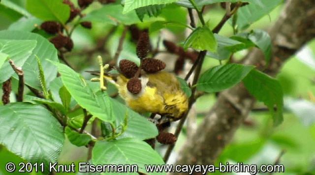 Black-headed Siskin - ML201608651