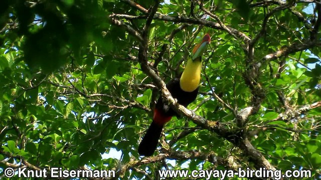 Keel-billed Toucan - ML201608751