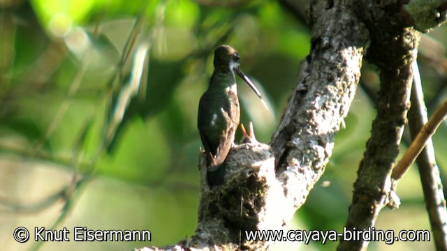 Long-billed Starthroat - ML201608771