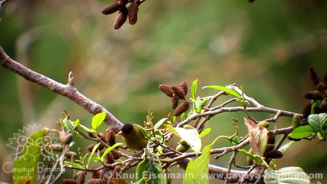 Black-capped Siskin - ML201608821