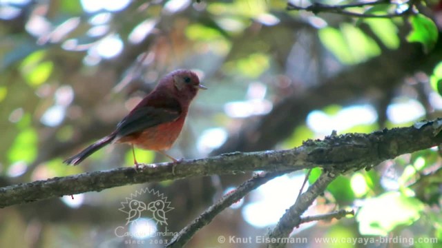 Paruline à tête rose - ML201608861