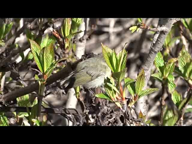 Вівчарик тонкодзьобий - ML201608891