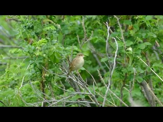 Lanceolated Warbler - ML201608901