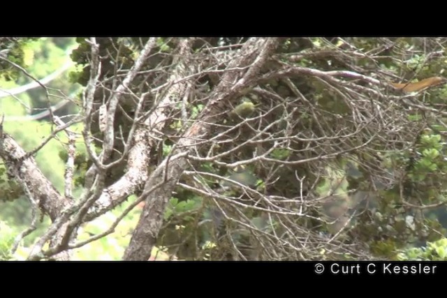 Mana-Akepakleidervogel - ML201608941