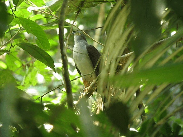 Gavilán Bicolor - ML201608961