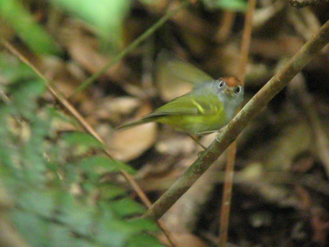 Chestnut-crowned Warbler - ML201608971