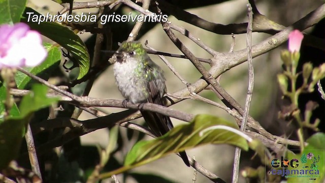 Gray-bellied Comet - ML201608991