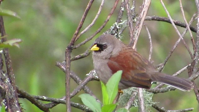 Rufous-backed Inca-Finch - ML201609011