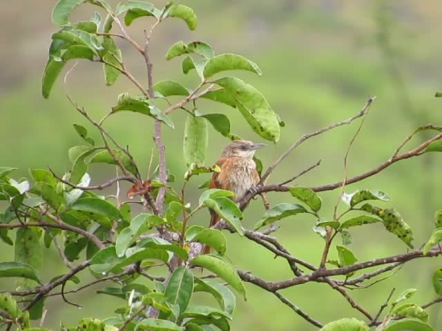 Espinero Dorsicastaño - ML201609021