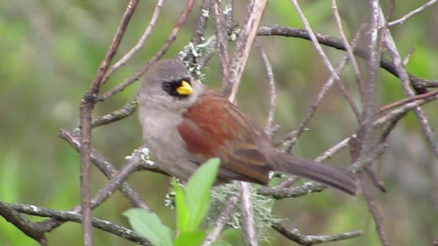 Rufous-backed Inca-Finch - ML201609031