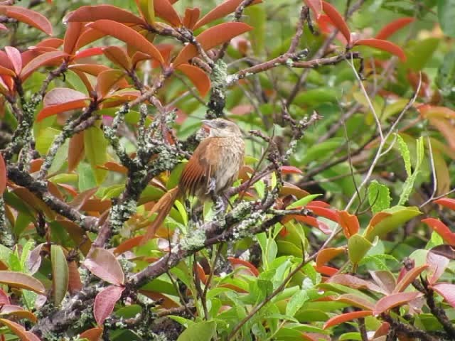 Espinero Dorsicastaño - ML201609041