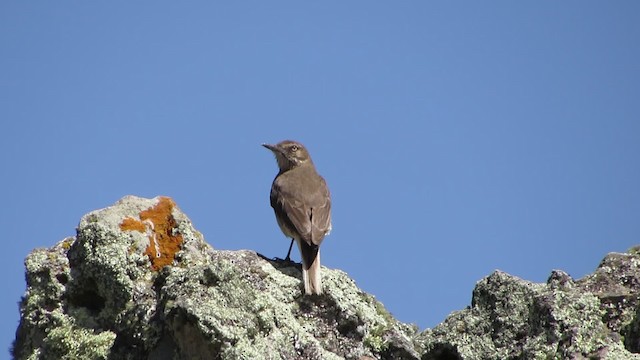 Gaucho à bec noir - ML201609061