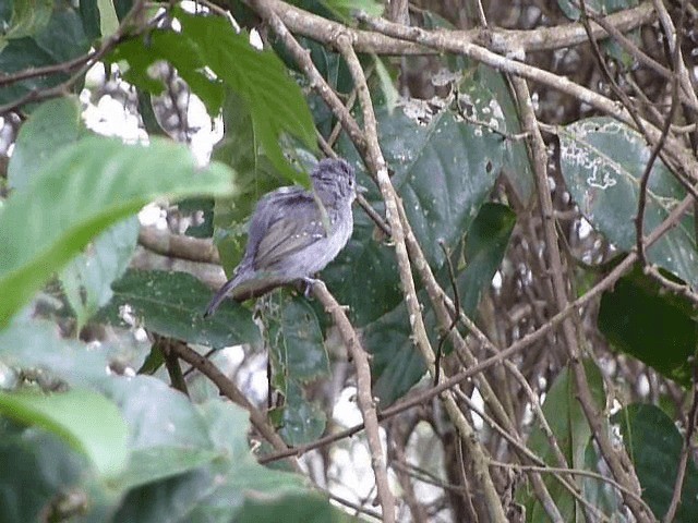 Mouse-colored Antshrike - ML201609121