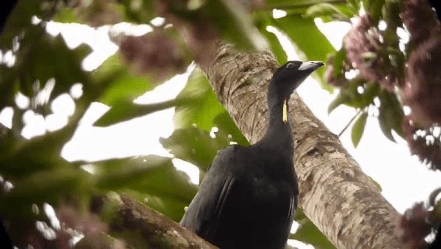 Wattled Guan - ML201609161