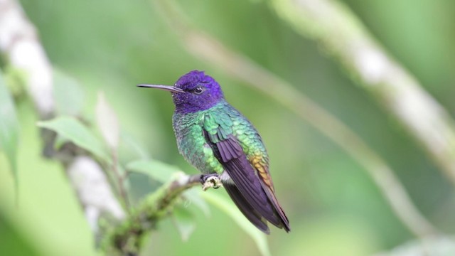 Golden-tailed Sapphire - ML201609191
