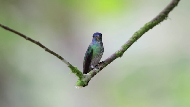 Golden-tailed Sapphire - ML201609201