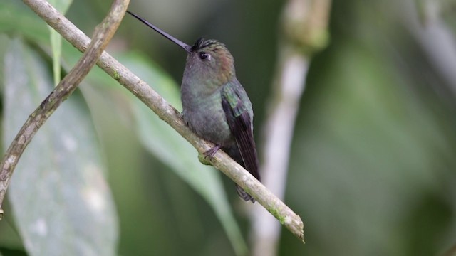 Colibrí Picolanza Menor - ML201609221